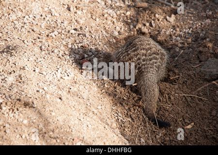 Meerkat in a burrow Stock Photo - Alamy