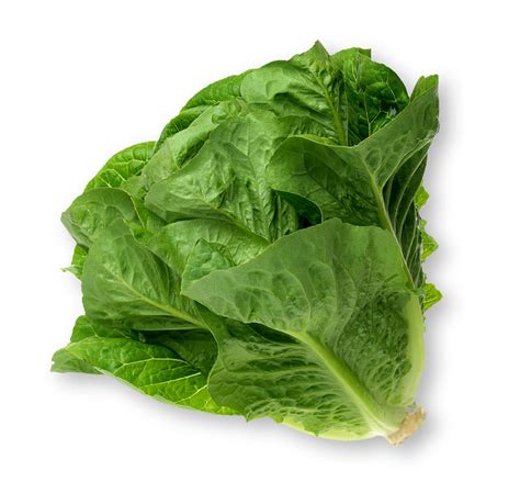 Romaine Lettuce Nutrition Facts | Nutrients | Calories | Romaine Lettuce