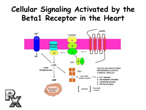 PPT - THE PHARMACOLOGY OF ADRENERGIC RECEPTORS PowerPoint Presentation - ID:85284