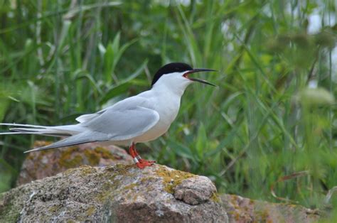 Roseate Tern - Sterna dougallii | Wildlife Journal Junior