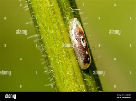 A hoverfly larvae in a garden, Chipping, Preston, Lancashire, UK Stock Photo - Alamy