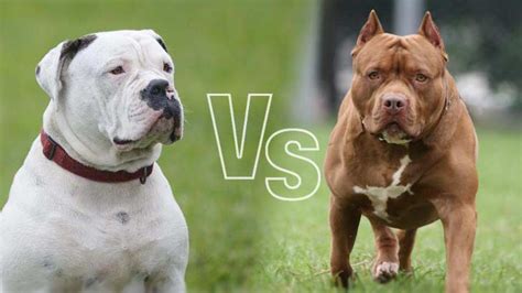 American Bulldog Vs Pit Bull | MyPetCareJoy