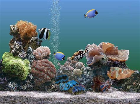 🔥 [50+] Free 3D Aquarium Wallpapers | WallpaperSafari