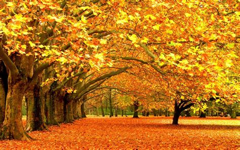 Autumn Leaves Desktop Wallpaper
