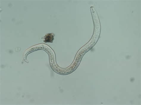 Plant-parasitic and beneficial nematode distribution in Michigan vegetable soils - MSU Extension