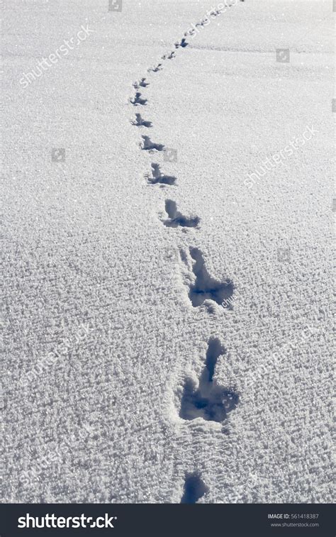 Rabbit Tracks On Snow Field Stock Photo 561418387 | Shutterstock