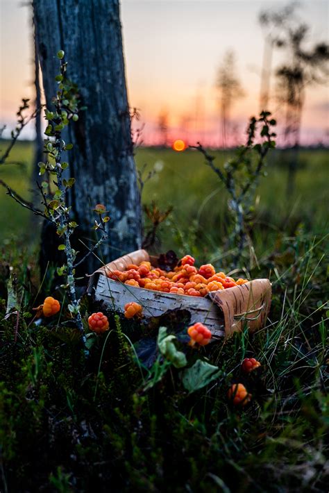 Berry picking and cloudberry swamps - Ranua Finland