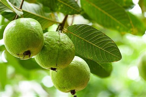 What Does Guava Taste Like? [Definitive Guide] - Medmunch