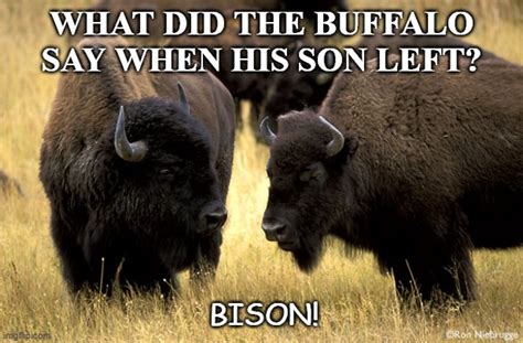 Buffalo Support Memes - Imgflip