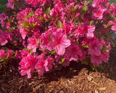 Best Soil Potting Mix for Pink Azalea