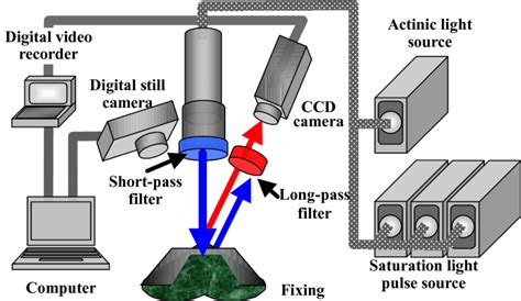 Schematic diagram of chlorophyll fluorescence imaging system. An... | Download Scientific Diagram