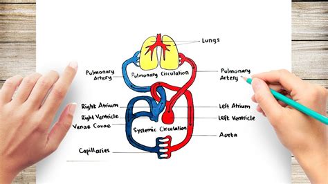 How to Draw Human Circulatory System - YouTube