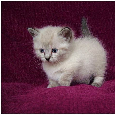 Collection 105+ Images Pictures Of A Munchkin Cat Excellent