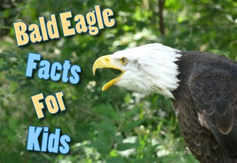 Bald Eagle Facts For Kids - Information, Pictures And More (With images) | Eagle facts, Bald ...