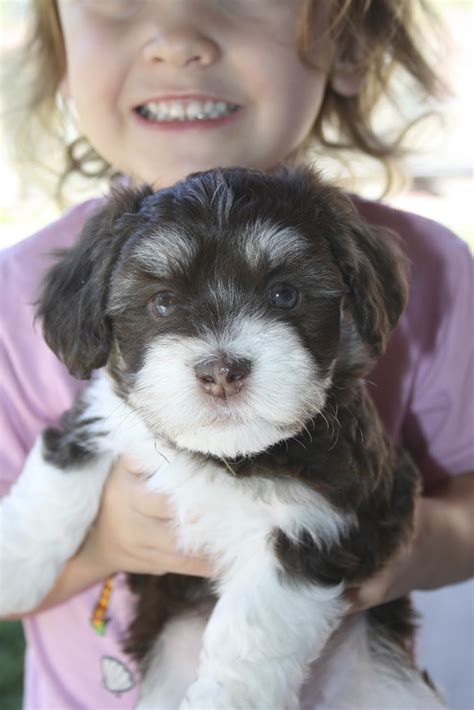 Available Puppies: Havanese puppies are almost ready!