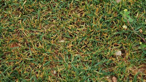 Lawn Fungus Identification Guide | Which Common Fungal Disease Is In Your Grass? - LawnStar