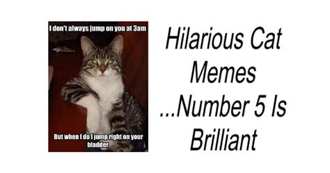 Hilarious Cat Memes