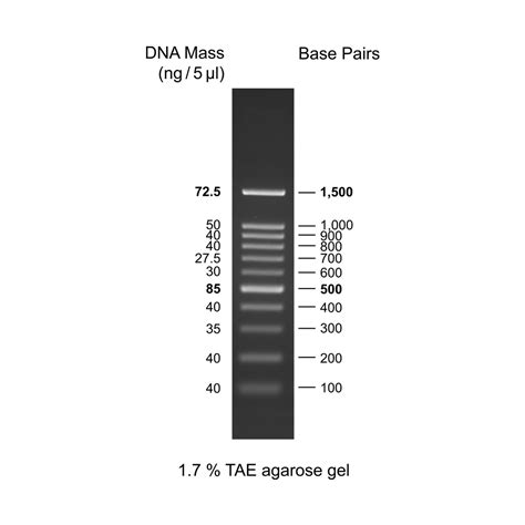 100bp DNA Ladder RTU (Ready-to-Use) – GeneDireX, Inc.