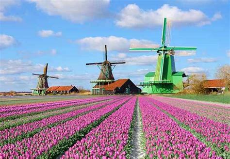 The Most Famous Windmills in the Netherlands | P&O Ferries Blog