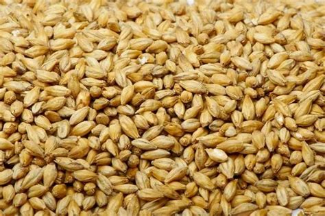 Organic Barley Grain at Rs 46/kilogram | Organic Grain in Coimbatore ...