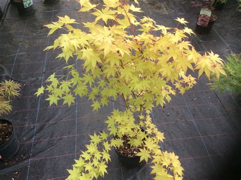 Acer Japanese Maple 'SUMMER GOLD garden Tree 3LT bright yellow leaves HT 80-100cm in Height £34. ...
