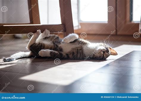 Small Grey Pet Kitten Playing Indoor Stock Photo - Image of eyes, hair ...