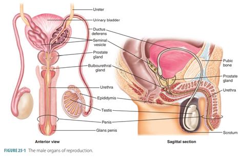 Male Reproductive System Diagram Labeled