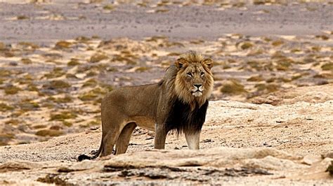 The Life Of The King Of The African Jungle - Lion Documentary HD - YouTube
