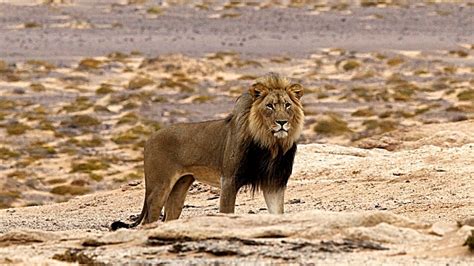 The Life Of The King Of The African Jungle - Lion Documentary HD - YouTube