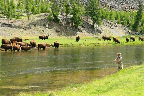 Best Fly Fishing In Yellowstone - Unique Fish Photo