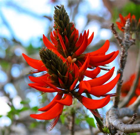 PlantWerkz: Coral Tree - Erythrina Fusca