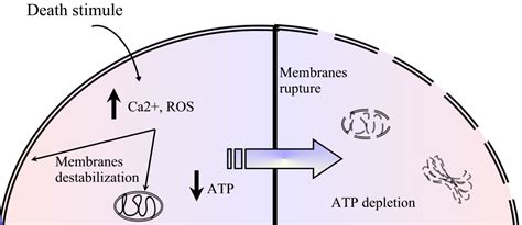 Necrosis as Programmed Cell Death | IntechOpen