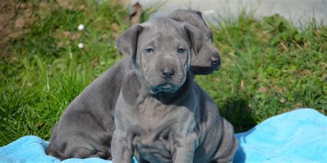 Thai Ridgeback Info, Temperament and Personality, Puppies, Pictures, Video