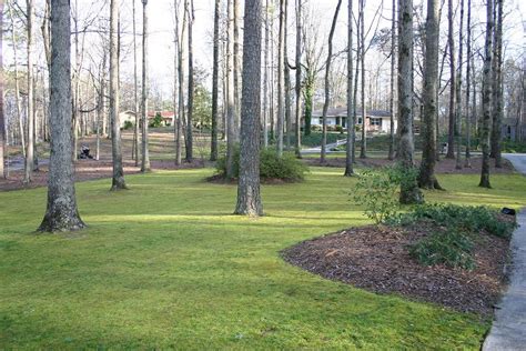 Moss Lawn – Growing | Walter Reeves: The Georgia Gardener