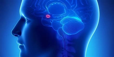 Uncovering camouflage: Amygdala activation predicts long-term memory of ...