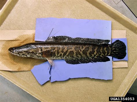 northern snakehead (Channa argus)