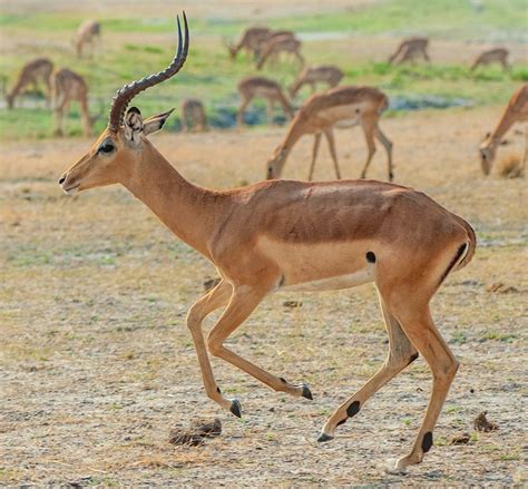 Impala: History, Facts, Size, Habitat, Classification & Much More - Animals Name