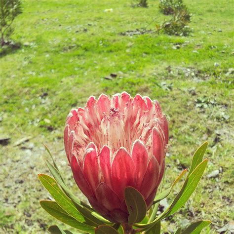 Fynbos: Beautiful South African Plants