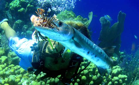 Just got back from diving in Belize...it was absolutely gorgeous! : r/scuba