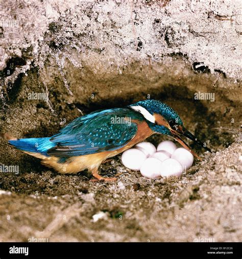 Kingfisher Alcedo atthis adult in a nesting hole animals Aves birds Brutpflege Coraciiformes ...