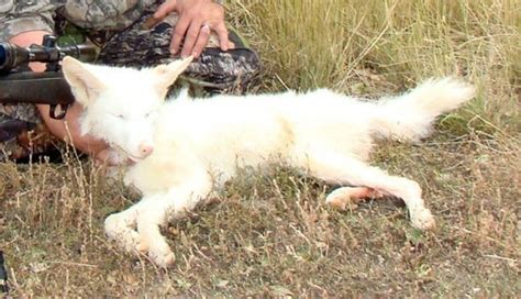 Albino coyote makes for rare trophy for Baker hunter