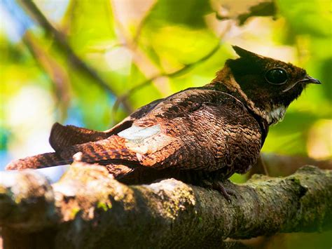 Great Eared-Nightjar - Missouri eBird