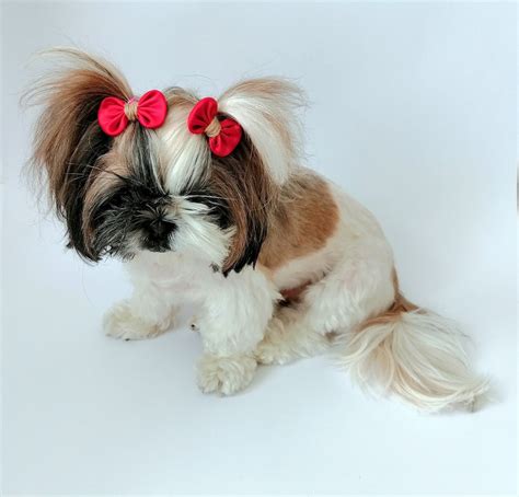 How Much Is A Teacup Shih Tzu