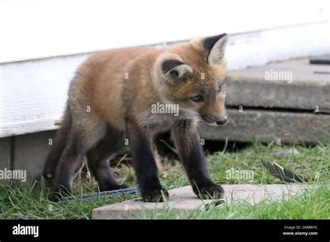 Red fox cubs playing Stock Photo - Alamy