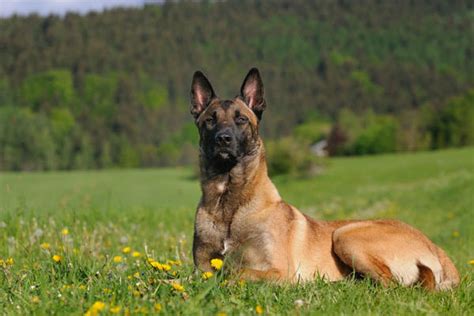 Razze di cani da guardia: le 15 migliori e più affidabili