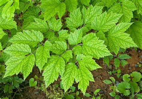 Leaves, Black Cohosh - Plant & Nature Photos - Walnut Hill