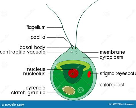 Structure of Chlamydomonas Cell with Titles Stock Vector - Illustration of flagellum, nucleolus ...