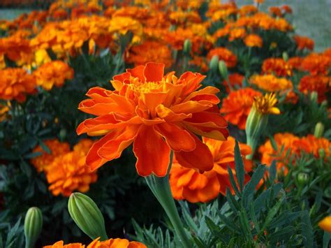 Marigolds Tall Flowers, Types Of Flowers, Marigold, Make Me Smile, Firecracker, Scattered ...