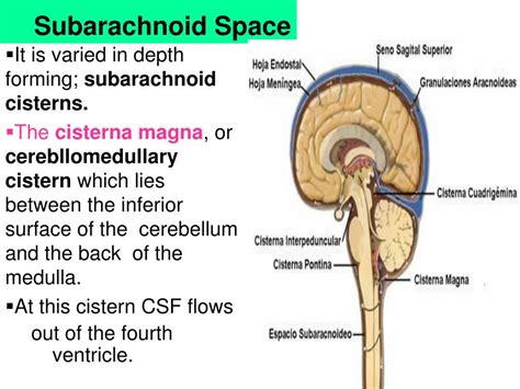 PPT - Meninges, CSF & Ventricular system PowerPoint Presentation - ID:6577963