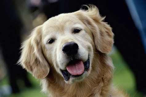 Golden Retriever That Hugs Strangers Is a Total Smile-Giver